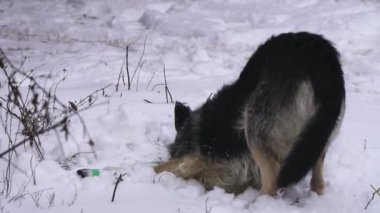Karda haddeleme köpek