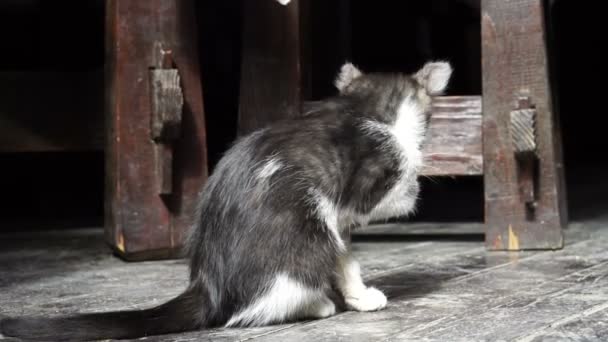 Schwarz-weiße Miezekatzenwäsche — Stockvideo