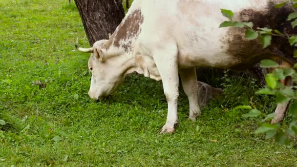 une vache mâche de l'herbe dans un pré 