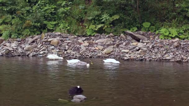 Πάπιες κολυμπά λούζει με ποτάμι βουνό — Αρχείο Βίντεο