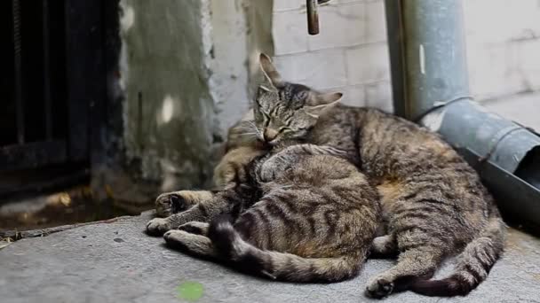 Två katter tvätta varandra — Stockvideo