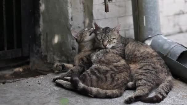 Zwei Katzen waschen sich gegenseitig — Stockvideo