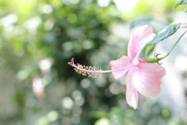 Yumuşak pembe, narin amber çiçeği.