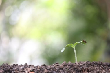 Su damlası çiğ eken genç yeşil fidan.