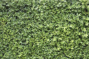 Banyan Ağacı gür yaprakları dokusu