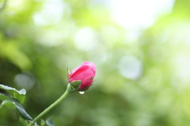 Çiylerle büyüyen küçük kırmızı gül