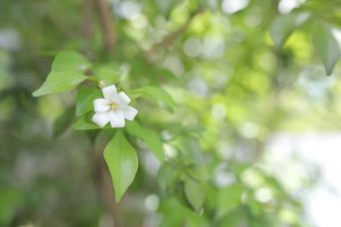 Portakal yasemin ağacı narin çiçek
