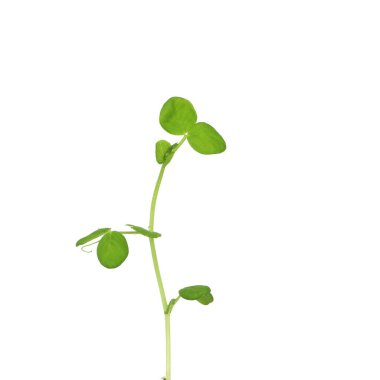 Genç kanatlı fasülye Psophocarpus tetragonolobus yeşil filizi, izole beyaz arka planda büyüyor.