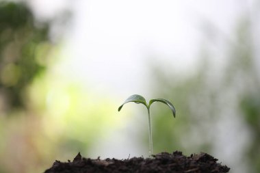 Kara topraklı küçük bitkiler.