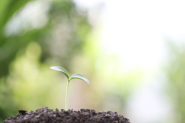 Küçük büyüyen yeşil bitki ekimi