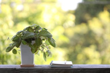 Asma saksısı ve açık havada ahşap masa üzerinde defter.