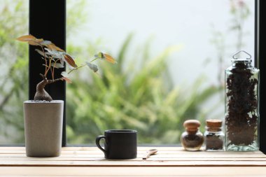 Phyllanthus Mirabilis kahve fincanı ve kahve şişesiyle ahşap masada bitki yetiştiriyor.