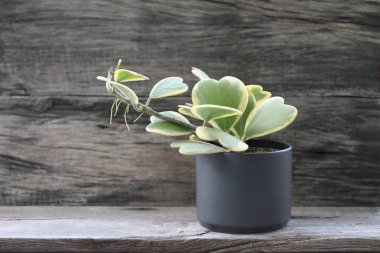 Hoya kerrii Albomarginata kalp şekli yeşil bitki bırakıyor