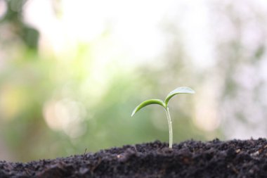 Taze yeşil bitki güneş ışığı altında büyüyor.