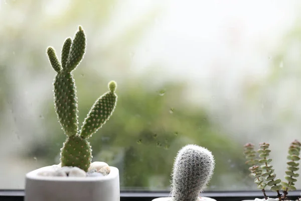 Oreille Lapin Cactus Devant Les Fenêtres Verre — Photo
