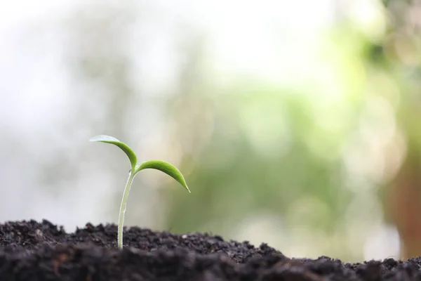Wachsende Gesunde Grüne Pflanze Mit Dunkelbrauner Erde — Stockfoto