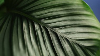 Calathea Orbifolia yaprağı makro detaylı dokusu