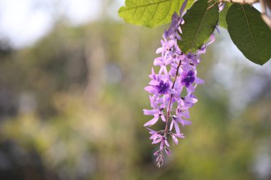Zımpara Kağıdı Mor Çelenk