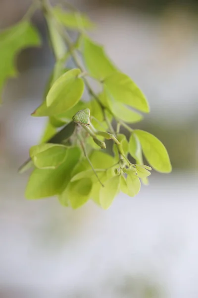 Macro Closeup Του Green Mantis Φύλλα — Φωτογραφία Αρχείου