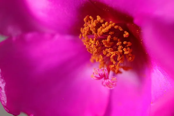 Pink Pussley Flower Pollen Macro Close — Stock Photo, Image