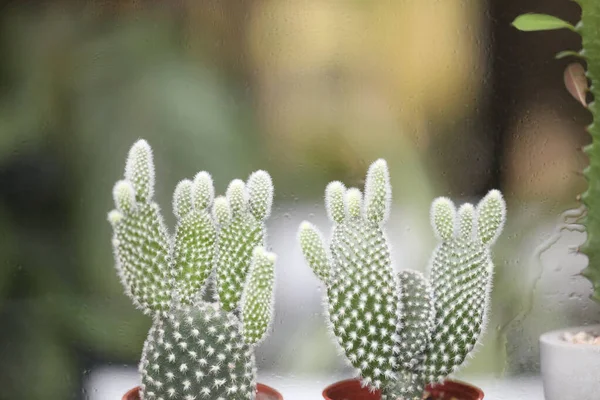 Cerrar Cactus Delante Las Ventanas —  Fotos de Stock