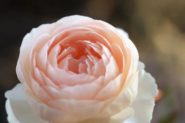 Płatki Makro Miękki Różowy Kwiat Róży — Zdjęcie stockowe