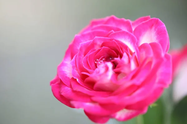 Gorący Różowy Płatek Róży Makro — Zdjęcie stockowe