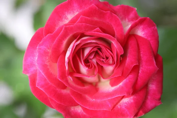 Czerwone Płatki Róż Zbliżyć — Zdjęcie stockowe