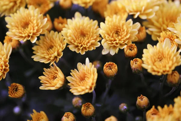 Fleurs Chrysanthème Jaune Gros Plan — Photo