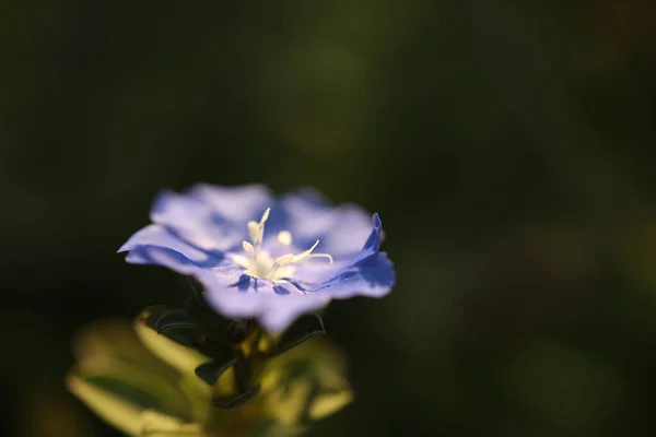 Purple Ground Flor Glória Manhã — Fotografia de Stock