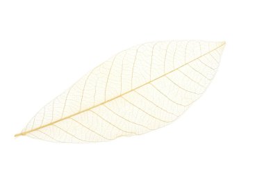 İzole edilmiş beyaz yaprağı kapat