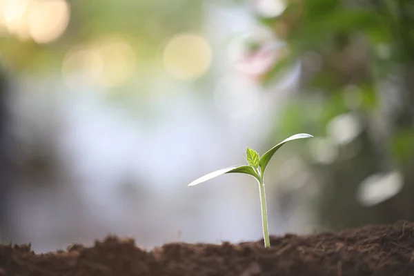 Pequena Planta Crescimento Sob Luz Solar — Fotografia de Stock