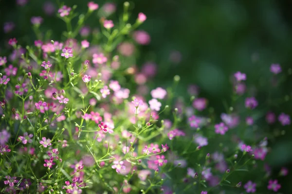 Rosa Gypsophila Flor Cerca — Foto de Stock