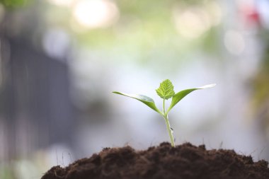 Genç küçük filizler büyüyor.