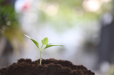 Genç fidan fidanları büyüyor.