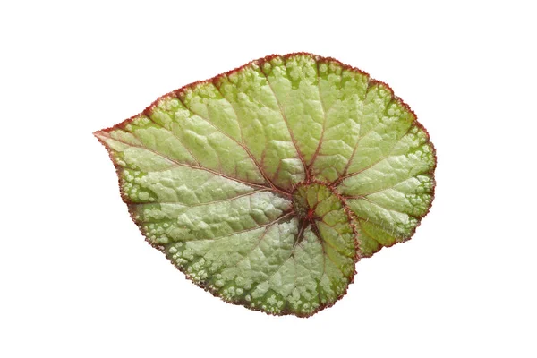 Begonia Blad Met Geïsoleerde Witte Achtergrond — Stockfoto