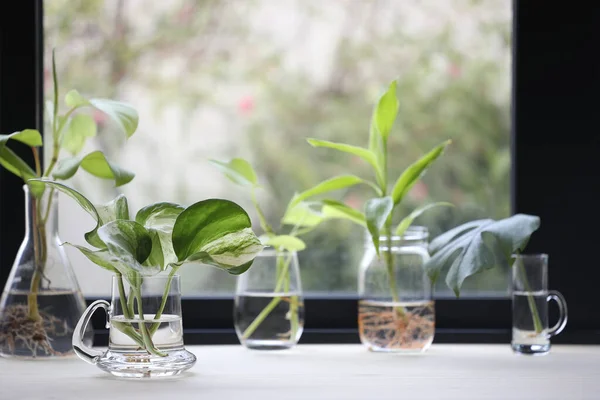 Plantes Lierre Diabolique Dans Une Tasse Transparente Avec Autres Plantes — Photo