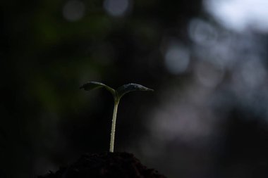 Karanlık sonbahar atmosferinin altında büyüyen balkabağı