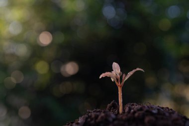 Ficus annulata, sonbahar güneşi altında yetişen yeşil incir ağacı.