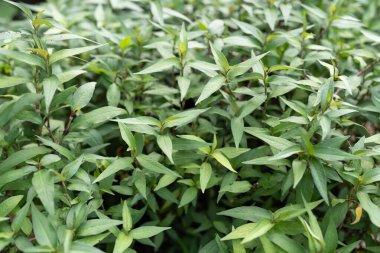 Vietnam kişniş sebzesine yakın çekim