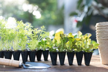 Turuncu Bebek Havuç ve Kırmızı Meşe Marul filizleri, ahşap masada sebze yetiştirme.