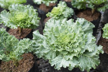 Eski grunge tuğla eskimiş asfalt dokusu