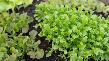 Çiğ Frillice lce Berg Marul ve Red Oak Marul