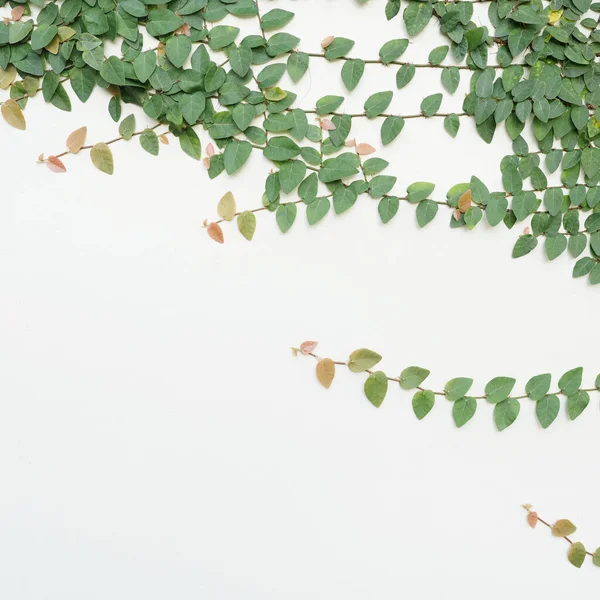 Alçı duvar ve yeşil yapraklar sarmaşık