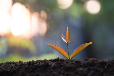 Syzygium gratum, java elma ağacı filizleniyor