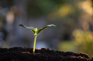 ev yapımı sebzeler dramatik ışık ışınları altında filizlenir