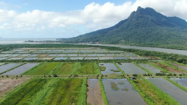Luftaufnahme Einer Fischerei Und Garnelenfarm Santubong Gebiet Von Sarawak Malaysia — Stockvideo