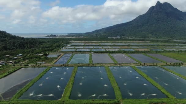 马来西亚沙捞越Santubong地区一个渔业和虾养殖场的空中景观 — 图库视频影像