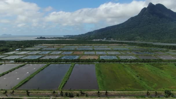 Letecký Pohled Rybářskou Krevetovou Farmu Oblasti Santubong Sarawaku Malajsii — Stock video