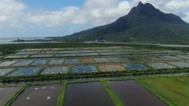 Aerial View Fishery Prawn Farm Santubong Area Sarawak Malaysia — Stock Video